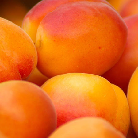 kajsija-krupna-rana-4