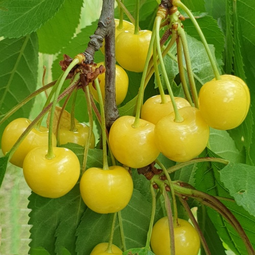 tresnja-droganova-zuta