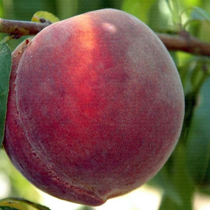 breskva-haleova-pozna-1_1508131554