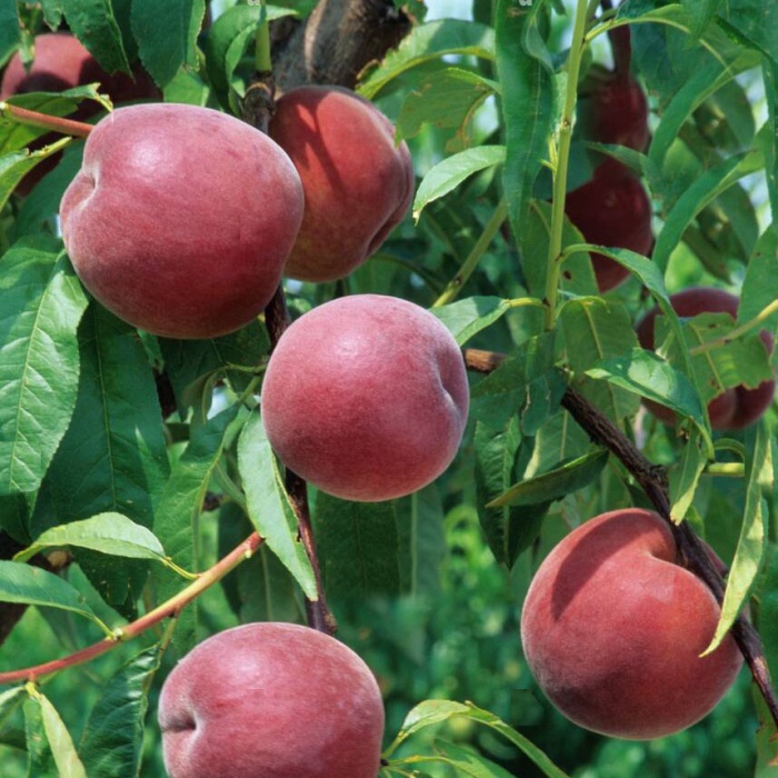 breskva-haleova-pozna-2