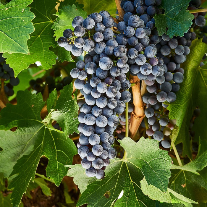grozdje-lozni-kalem-cabernet-sauvignon