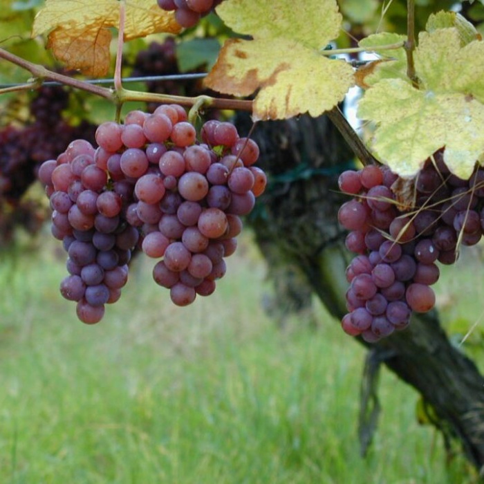grozdje-lozni-kalem-traminac