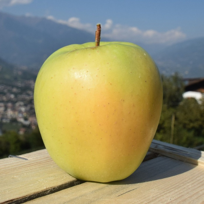 jabuka-zlatni-delises-klob-b-2