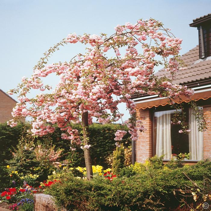 japanska-tresnja-padajuca-1