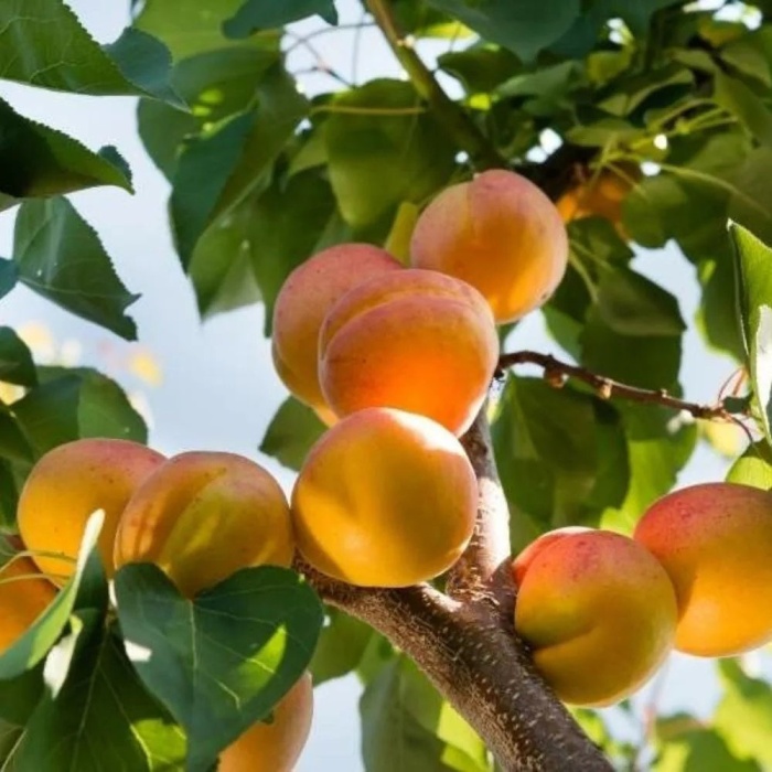 kajsija-keckemetska-ruza-1