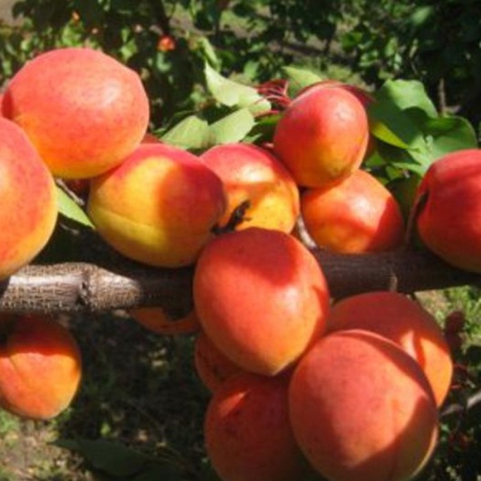 kajsija-novosadska-ns-6-3