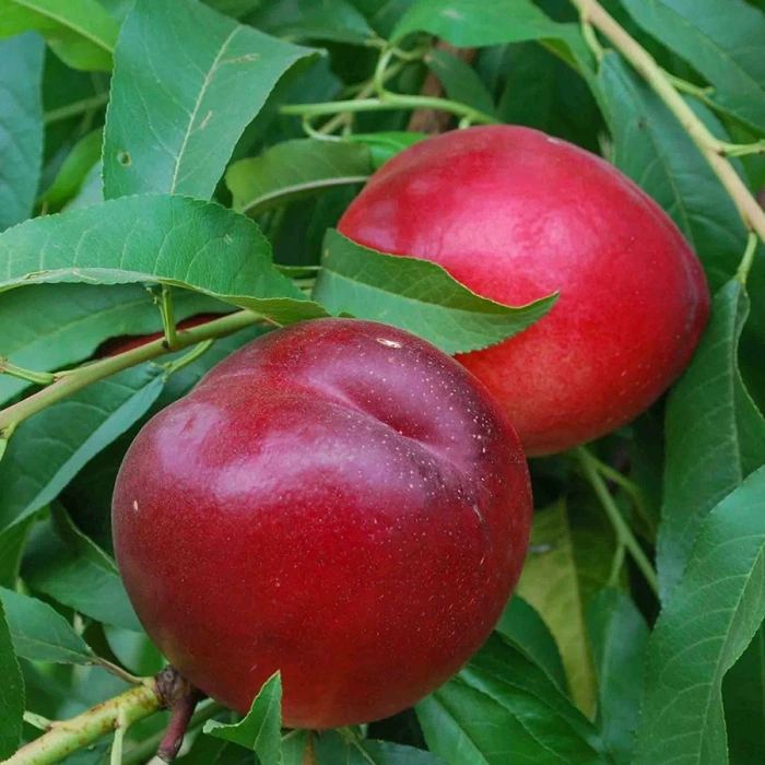 nektarina-caldesi-2000-1