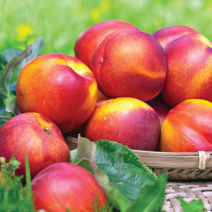 nektarina-fantasia-1