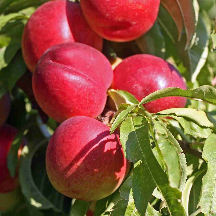 nektarina-royal-gem-1