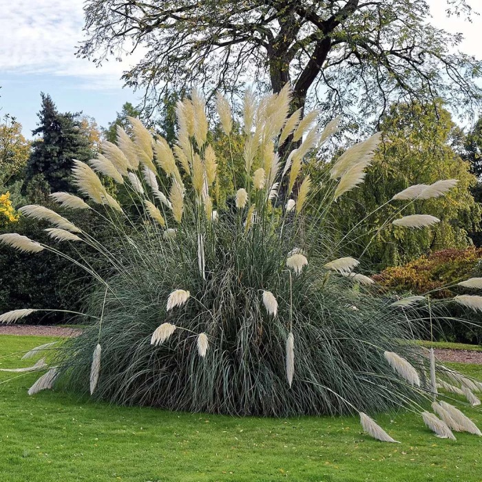 pampas-trava