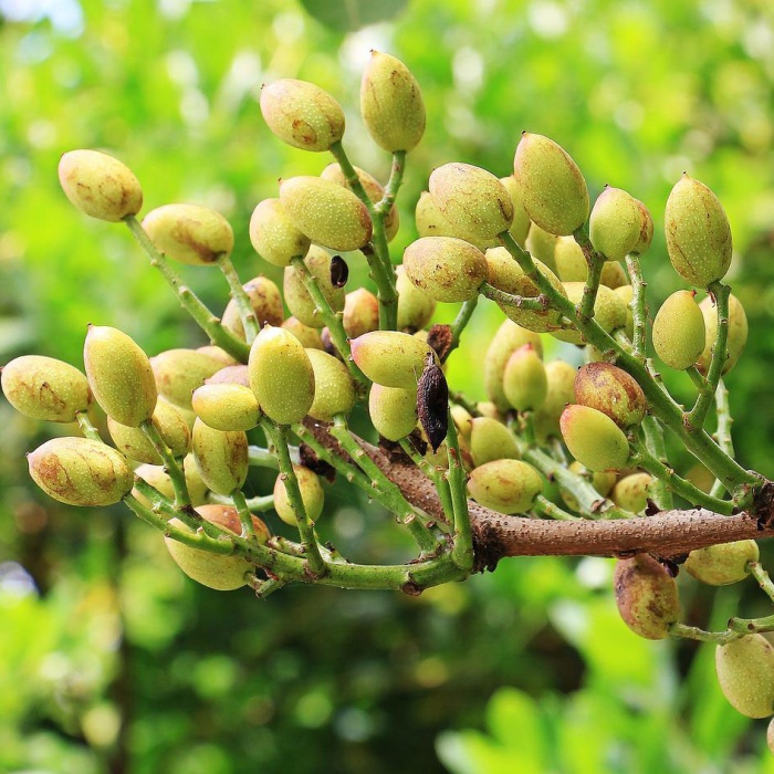 pistaci-2