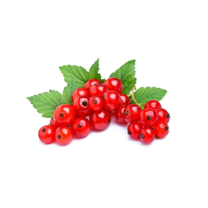 ribizla-crvena-1