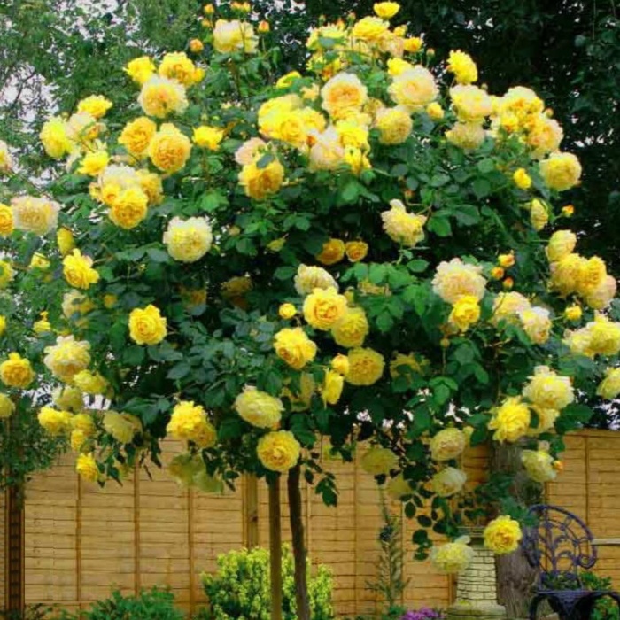 ruza-padajuca-naddia