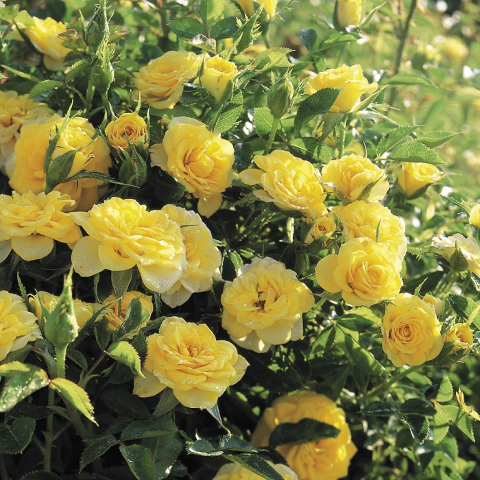 ruza-polijanta-mini-yellow