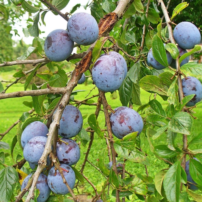 sljiva-grose-di-felisija