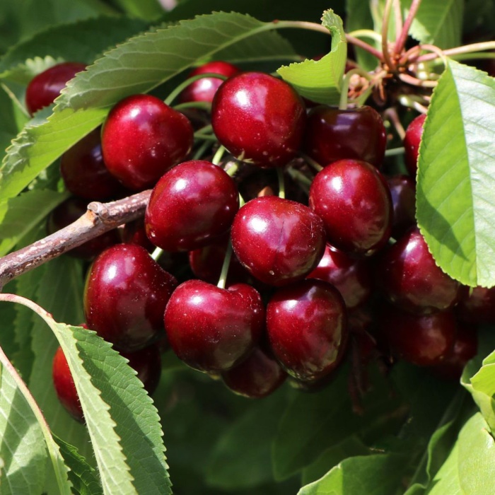 tresnja-hedelfingen-1